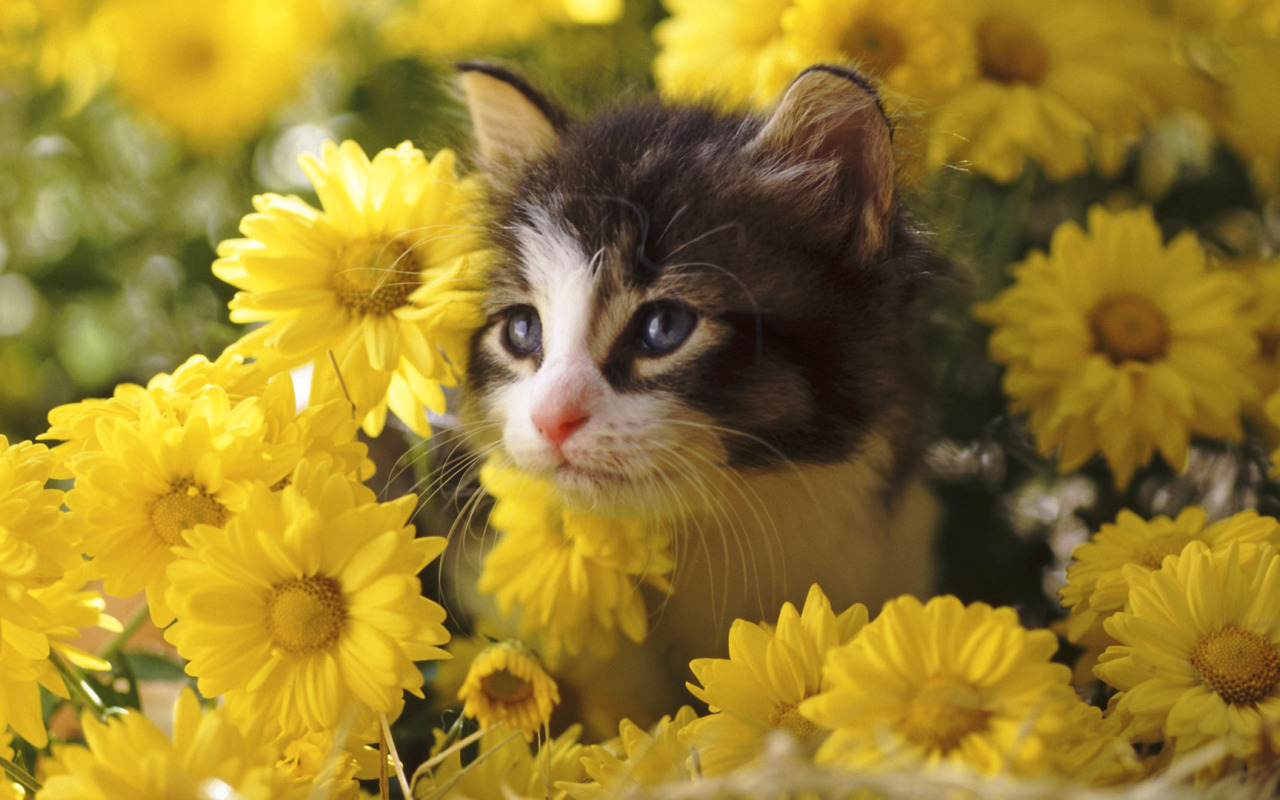 Хризантемы для кошек. Котик в цветах. Картинки на рабочий стол котята. Цветы и животные. Обои на рабочий стол котята.