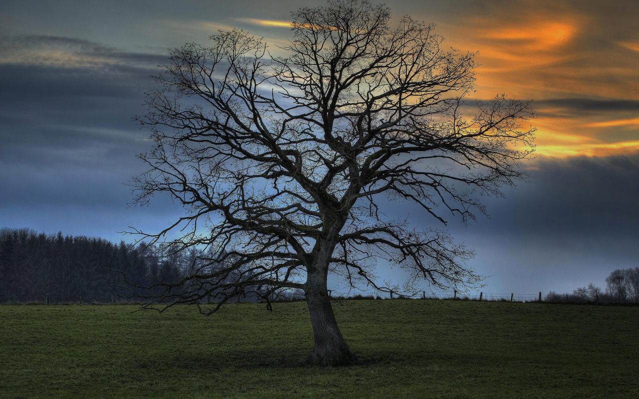 Free Images : landscape, tree, nature, branch, blossom, sky, sunset, sunlight, m