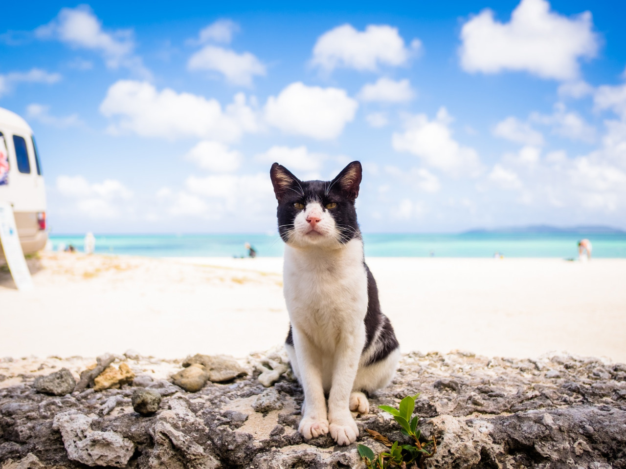 Лето кончилось сегодня. Котик на море. Кот на пляже. Кошка на берегу океана. Кот отдыхает на пляже.