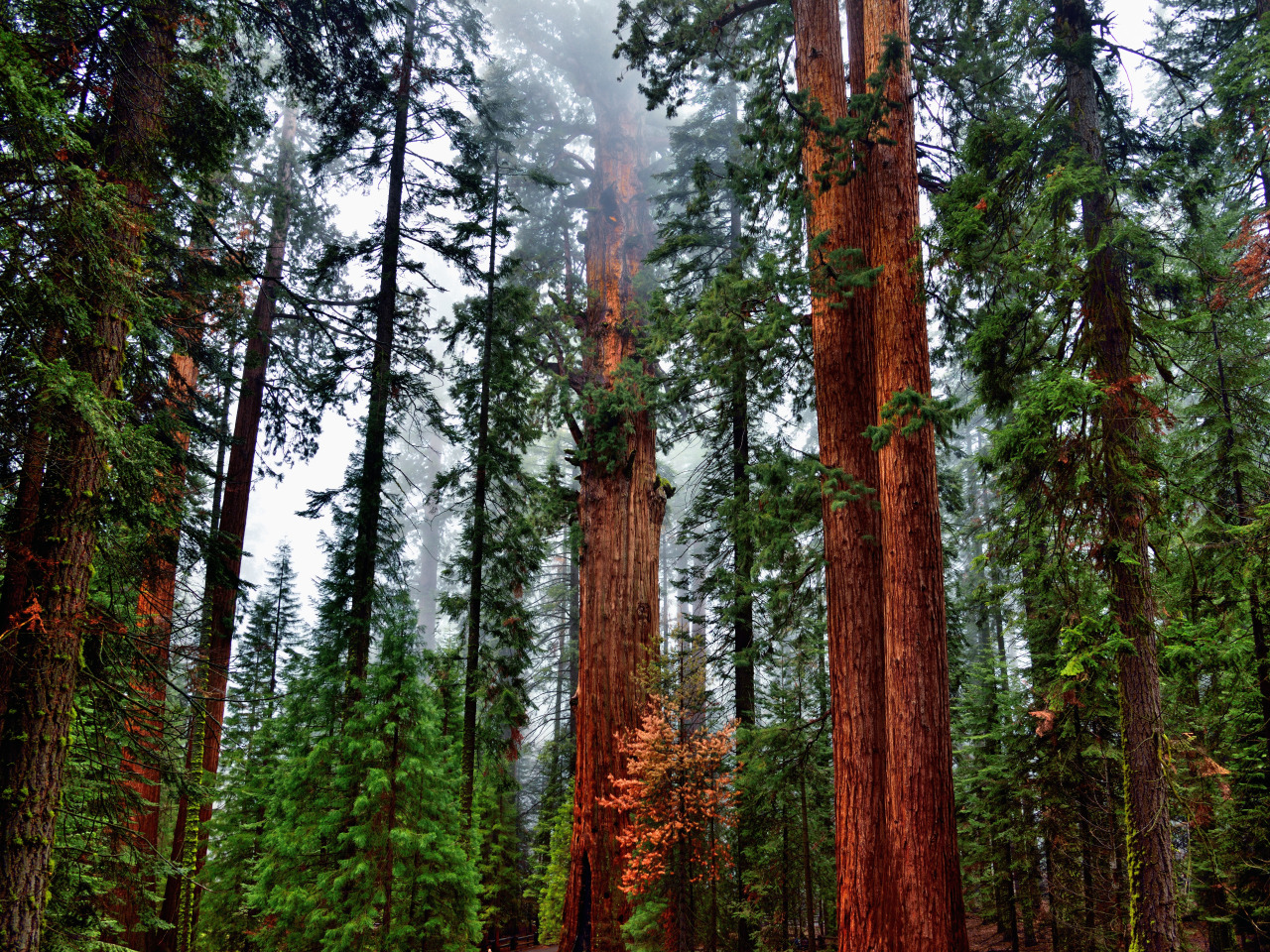 Высокое хвойное. Секвойя дерево. Секвойя дерево леса. Лес Редвуд штат Калифорния. Национальный парк Редвуд Секвойя.