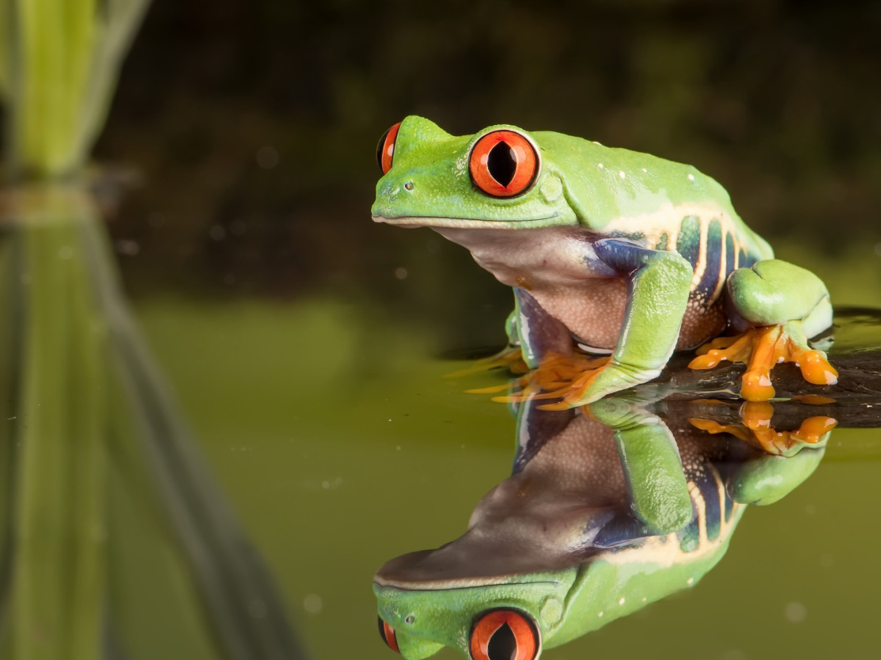 Скачать обои природа, фон, Red Eyed Tree Frog, раздел животные в разрешении...