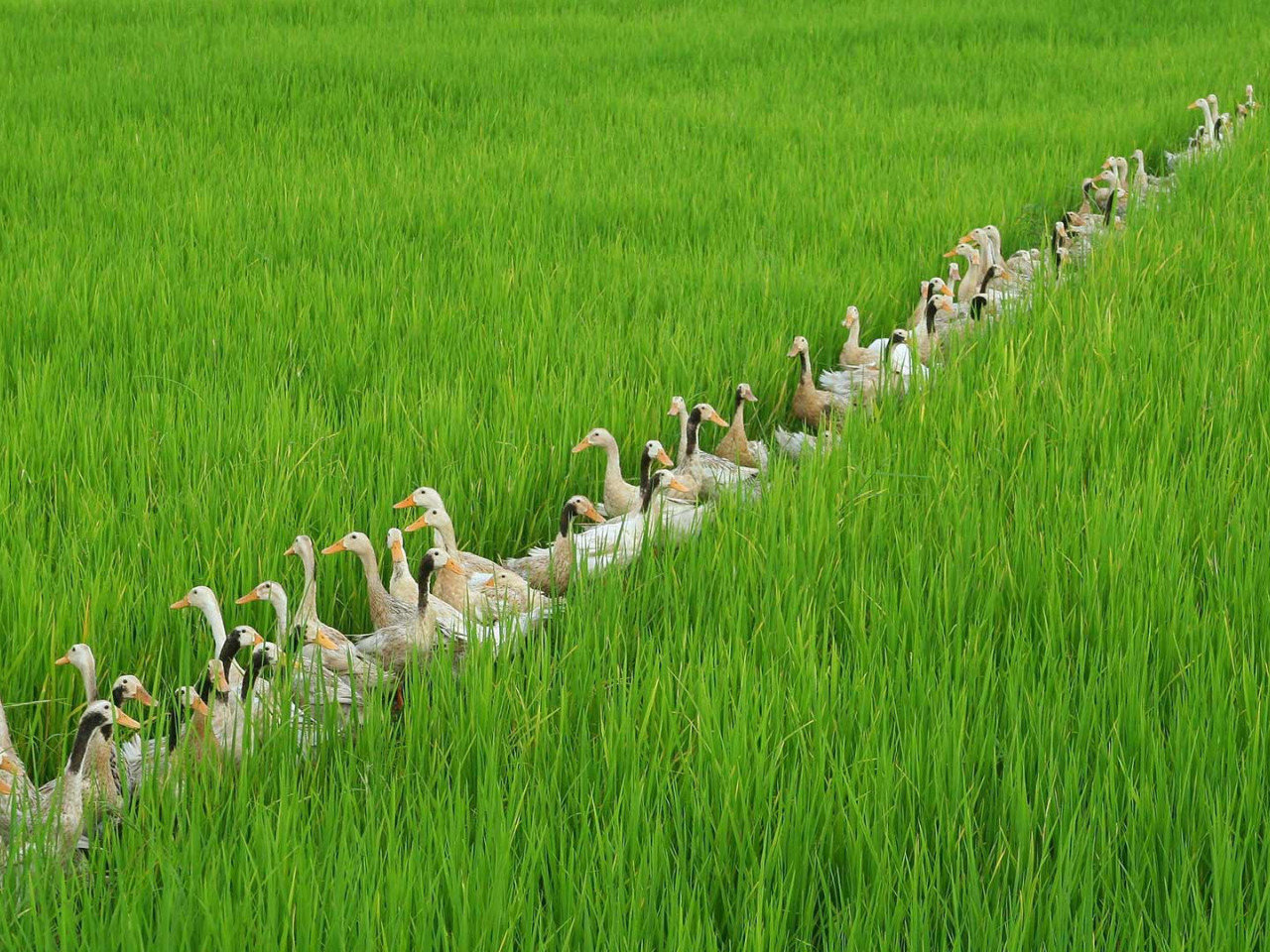 Утка кряква питается. Кряква питание. Утка в поле. Поле с утками. Утки на траве.