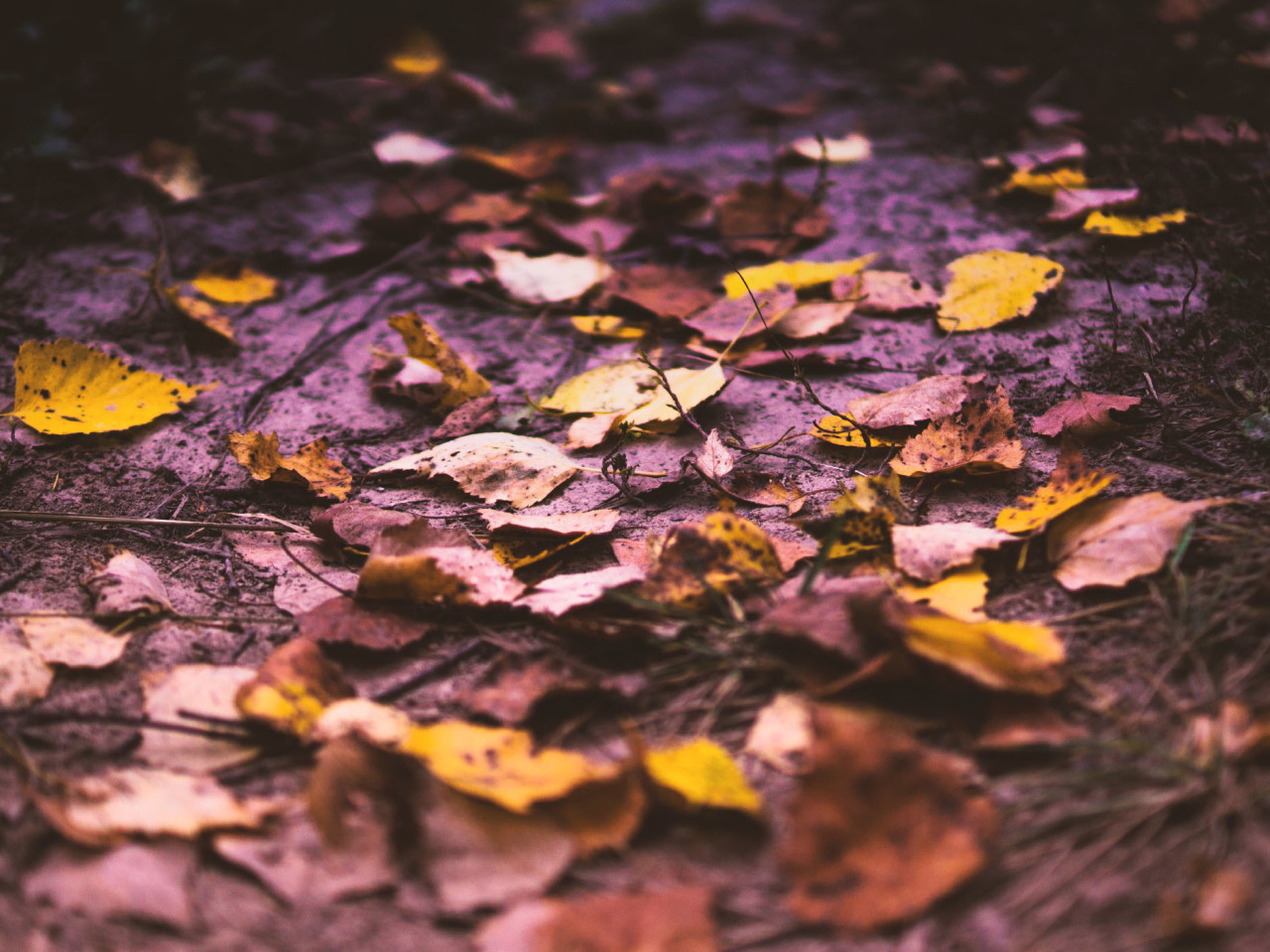 Мой дорогой лист. Листья на дороге. Осенние листья на дороге. Осень дорога листья. Осень листья на дороге тёмная.