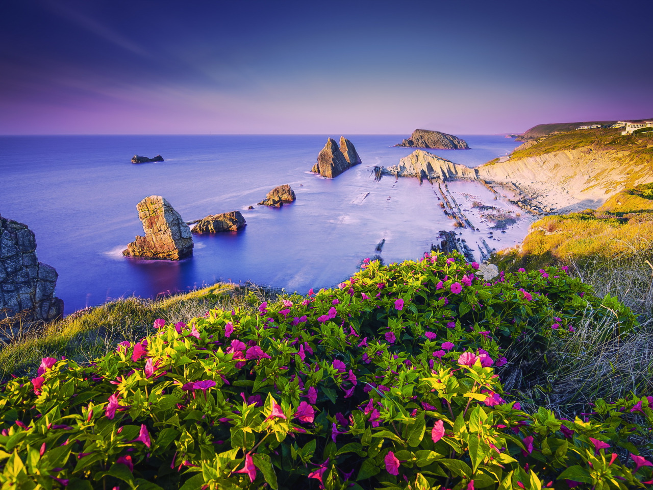 берег моря и цветы