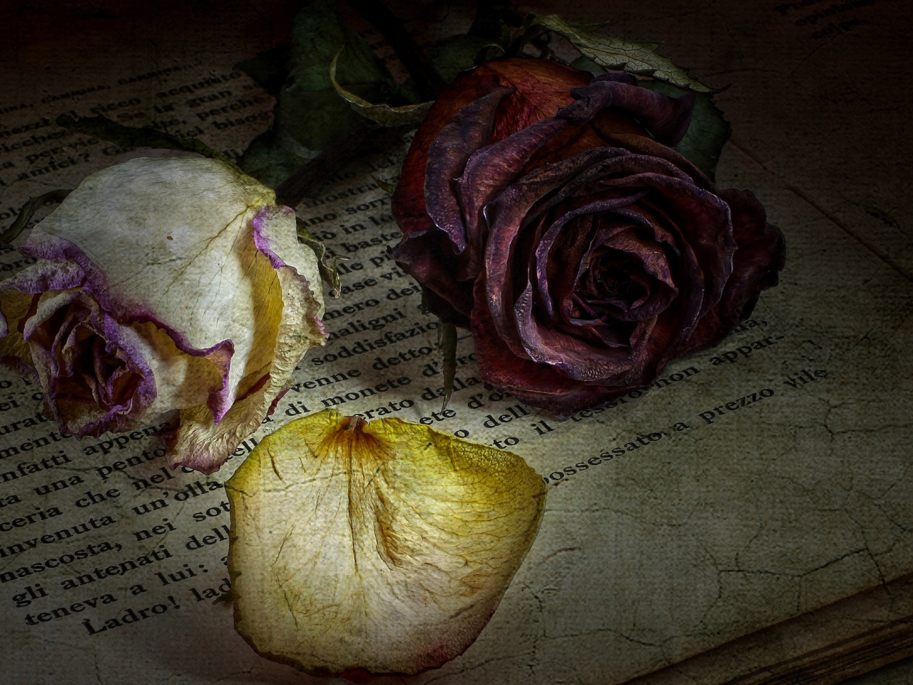 Черный цветок текст. Увядший цветок. Засохшие цветы. Мертвые цветы.