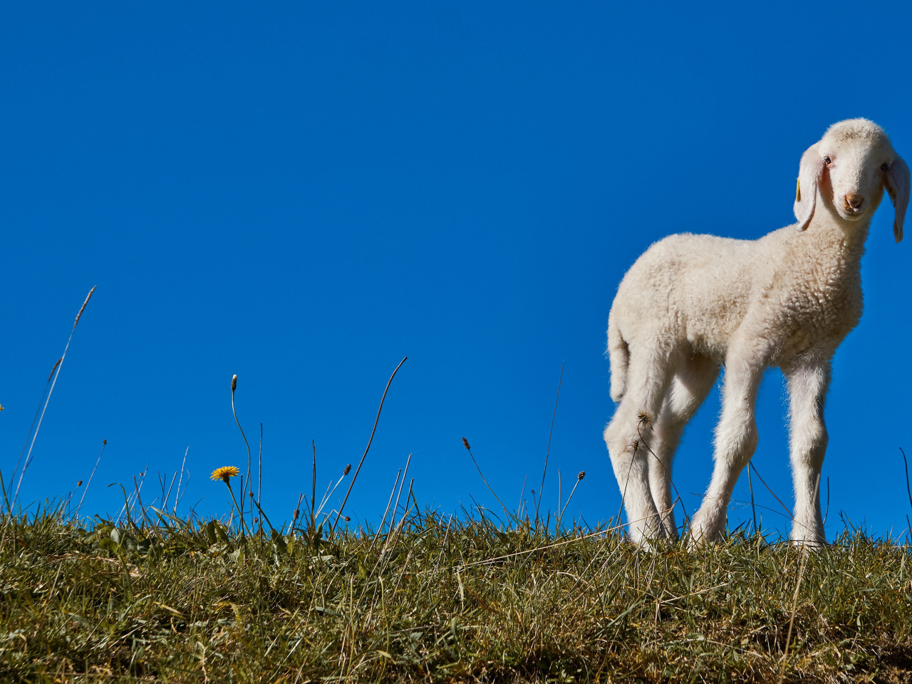 Free Images : grass, black and white, animal, spring, herd, pasture, grazing, sh