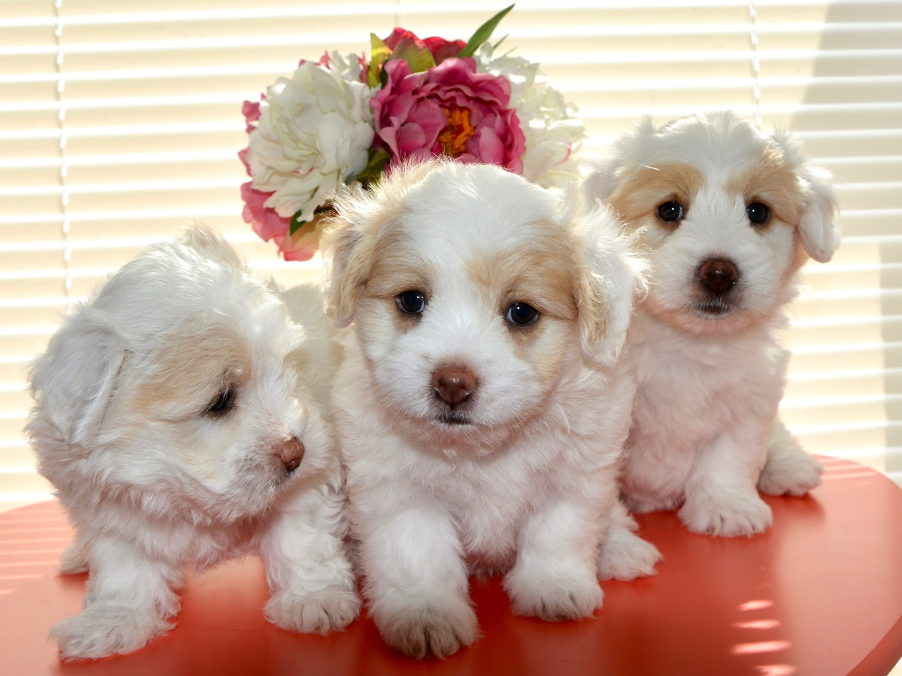 Найди щеночков. Красивые щенки. Про маленького щенка. Самые красивые щенки. Красивые маленькие щенки.