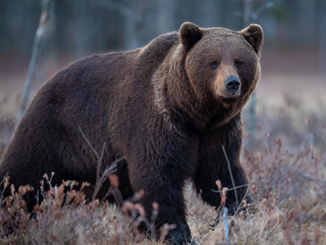 бурый медведь фото животного в хорошем качестве