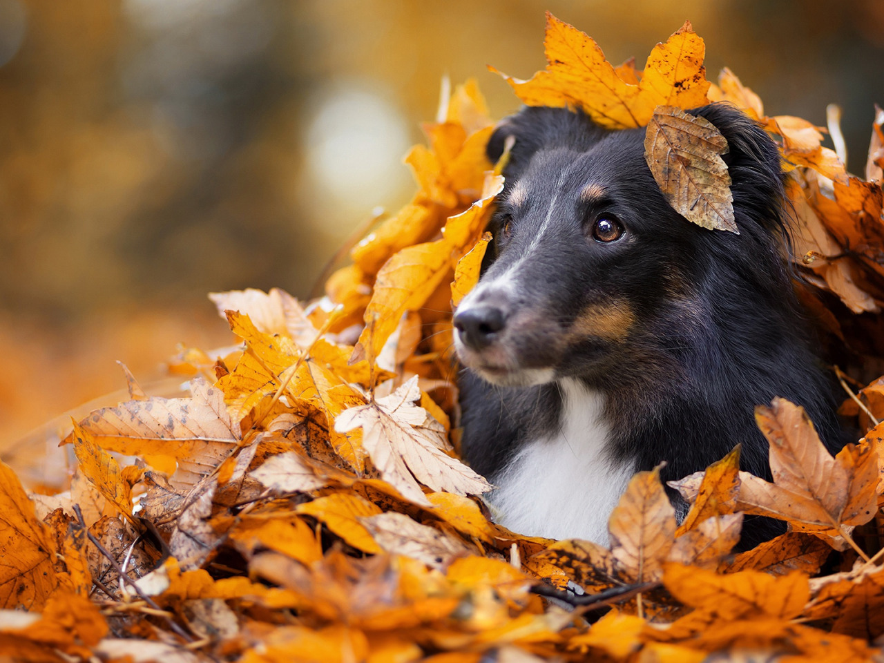 Животные осенью фото