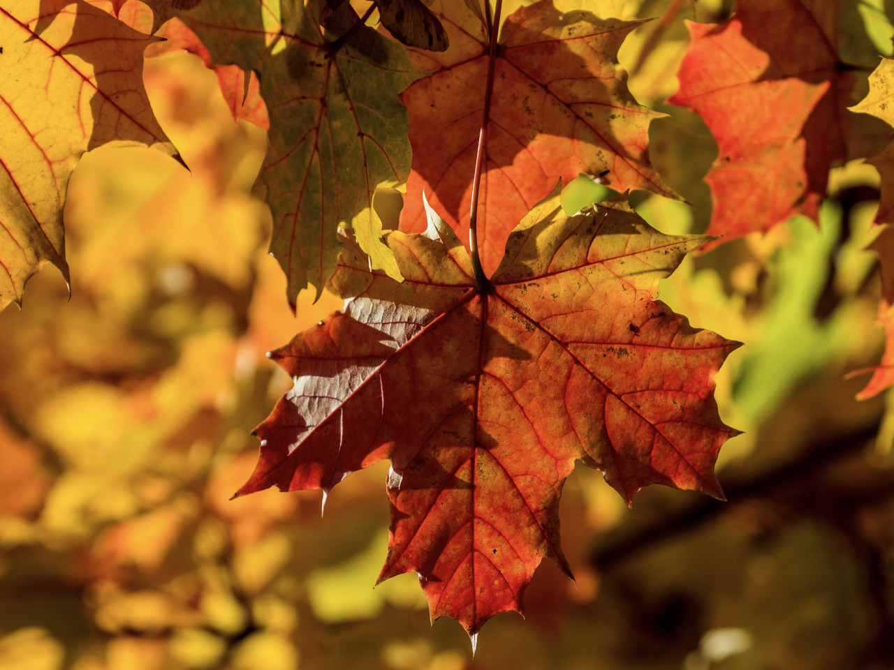 Лист осенний золотист. Листья осенью. Кленовый лист осенью. Осенний клен. Листья клена осень.