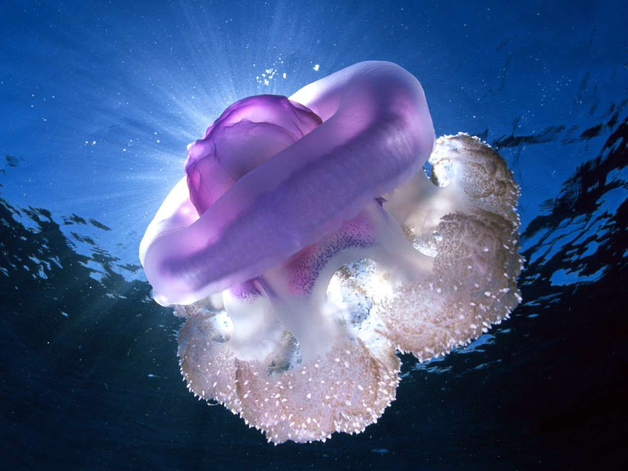 Песни свет в океане. Медуза Джеллифиш. Обои на рабочий стол подводный мир. Необычная медуза. Медуза морская.