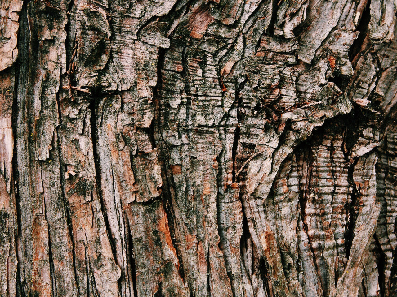 Пятьюдесятью деревьями. Текстура дерева. Текстура древесной коры. Древесный фон.