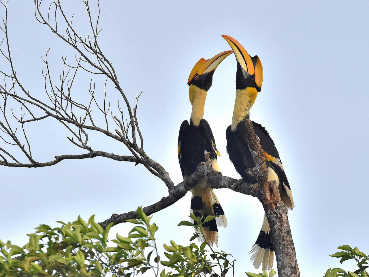 Great hornbill