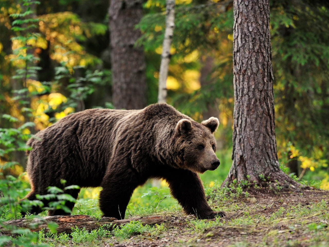 Бурый медведь Новосибирской области. Медведь в лесу. Бурый медведь в лесу. Дикие животные тайги.