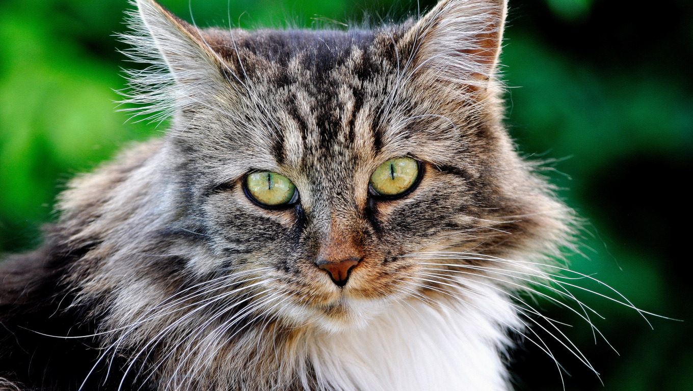 кот, взгляд, портрет, мордочка, котейка