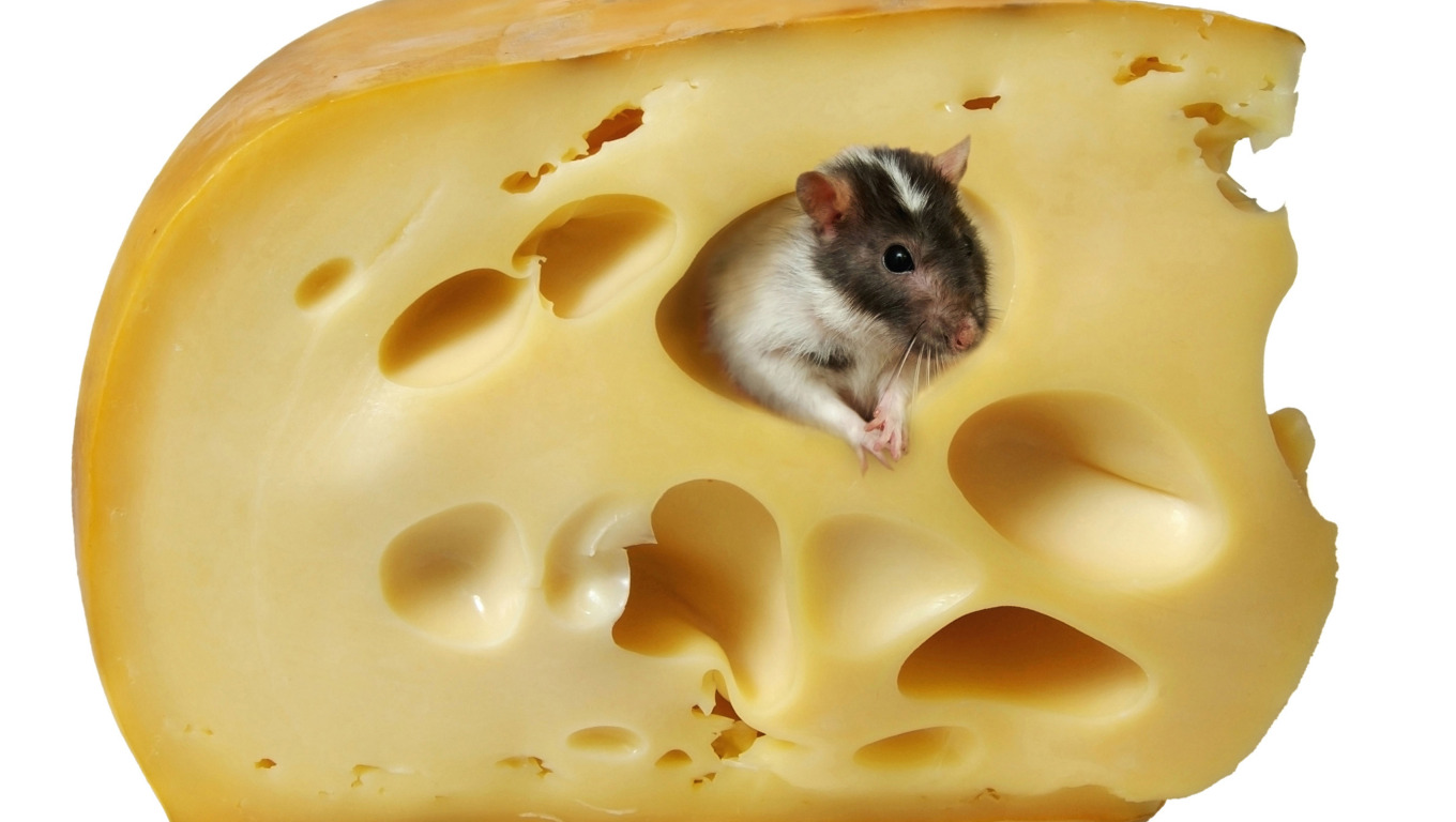 Про мышей и сыр. Мышь+сыр. Мышка в сыре. Мышь с сыром. Мышь с куском сыра.