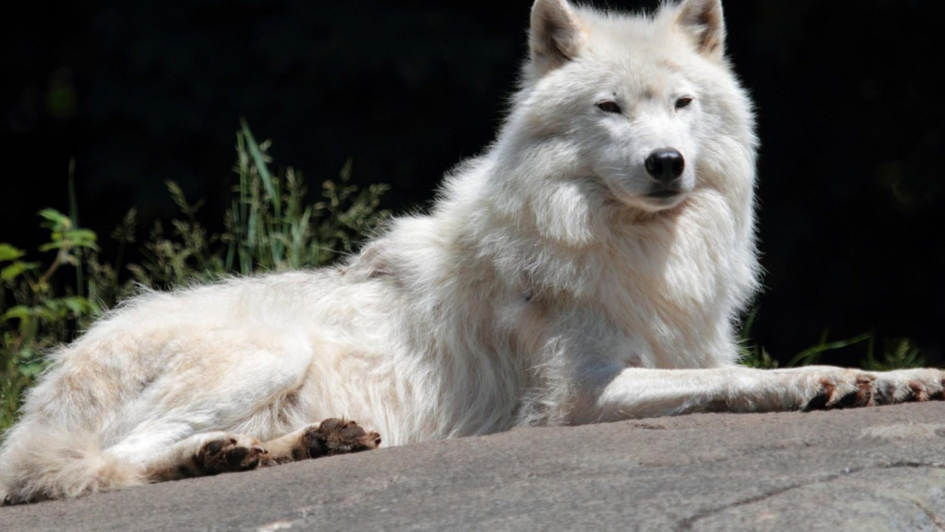 Predator, nature, animal, wolf, wildlife, portrait, portrait., Canis lupus. face