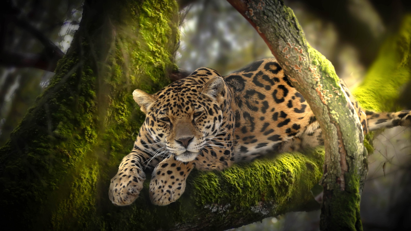 деревья, природа, животное, мох, хищник, джунгли, леопард, Африка