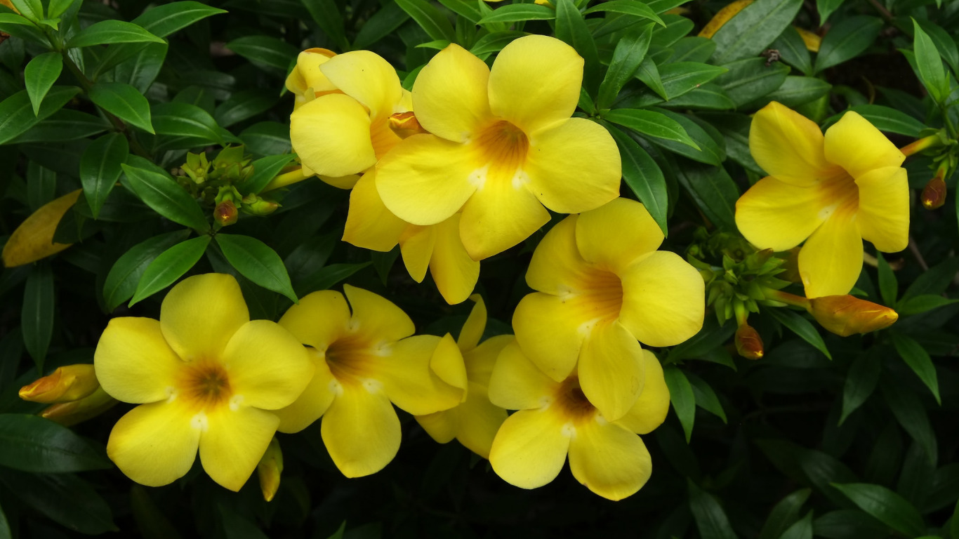 Комнатный цветок желтого цвета фото. Allamanda neriifolia. Алламанда олеандролистная. Allamanda blanchetii.