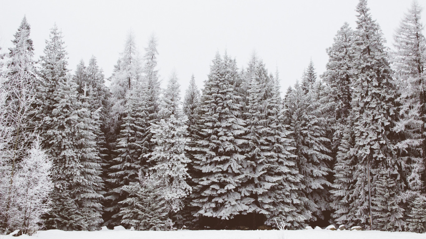 зима, лес, снег, деревья