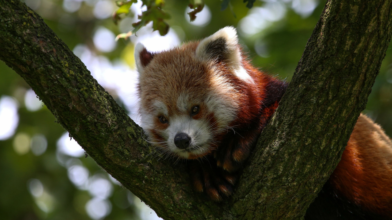 The red panda 8 grade. Обои на рабочий стол красная Панда. Мордашка панды.