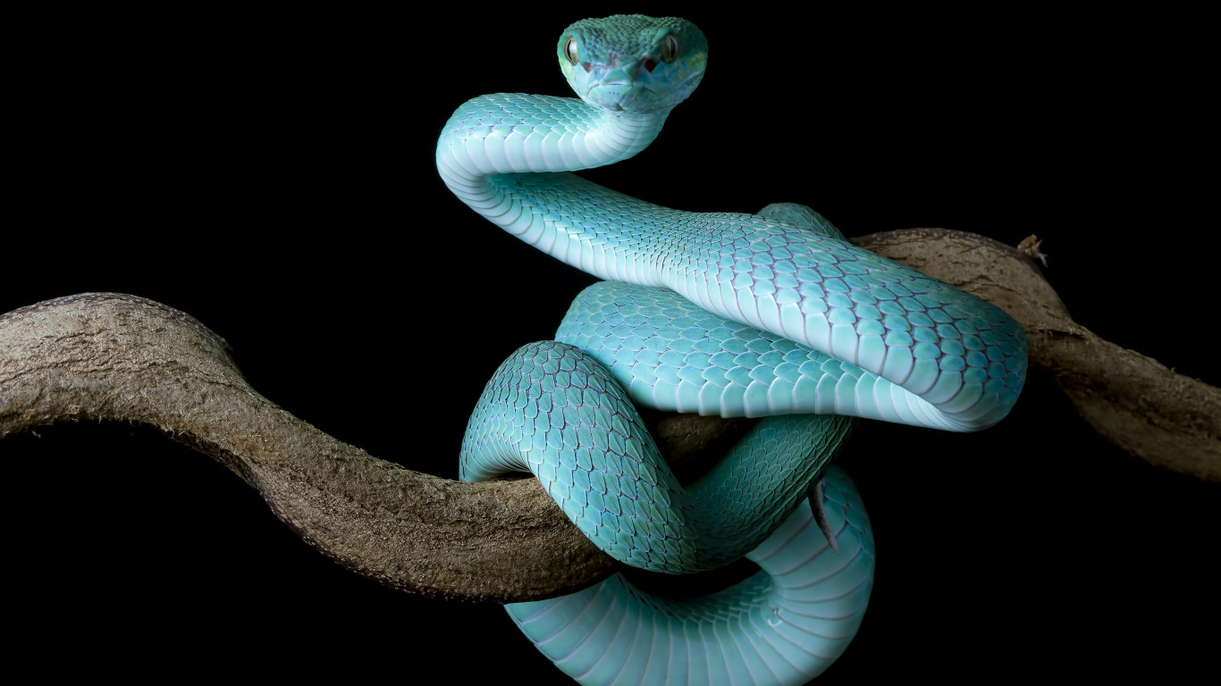 Про синюю змею. Голубая гадюка. Тропическая змея. Бирюзовая змея. Синяя змея.