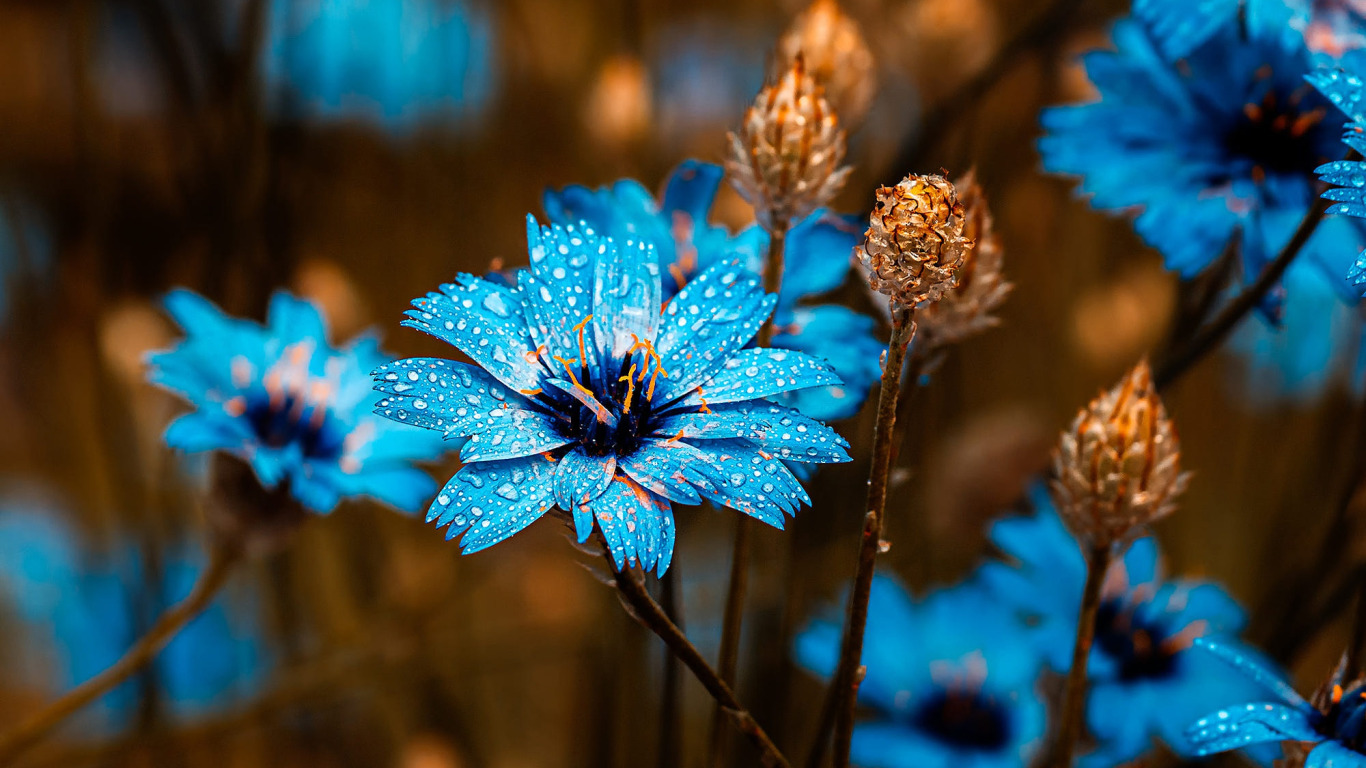 https://img.goodfon.ru/original/1366x768/a/9b/tsvety-vasilki-makro-lepestki-kapli-vody-flowers-cornflowers.jpg