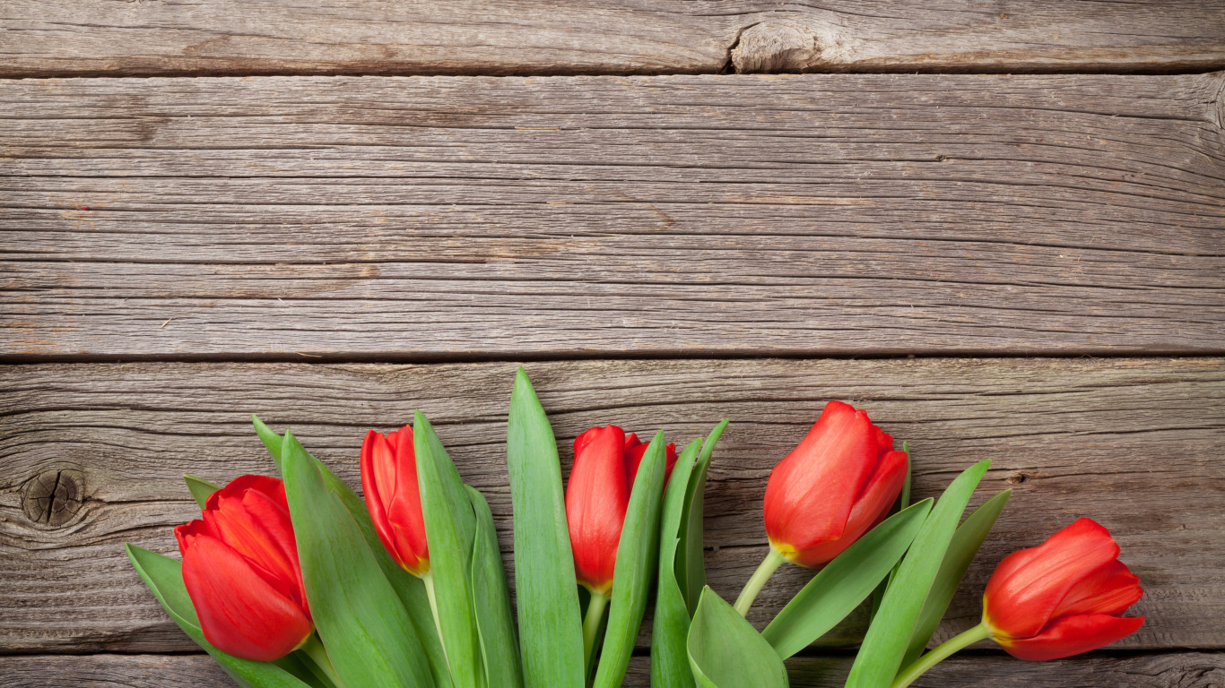 Красные тюльпаны на деревянном фоне