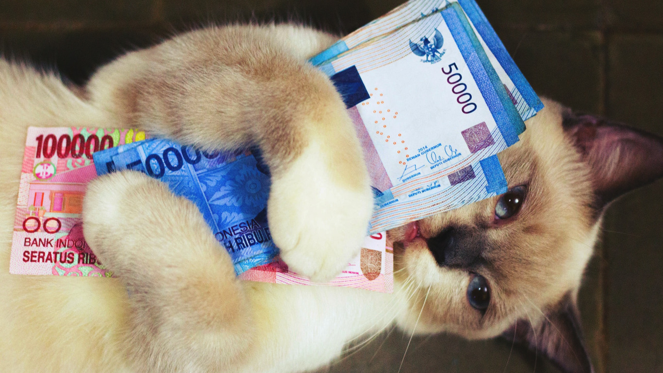 Возьми в лапки. Кот с деньгами. Денежный котик. Котенок с денежкой. Котята с купюрой.