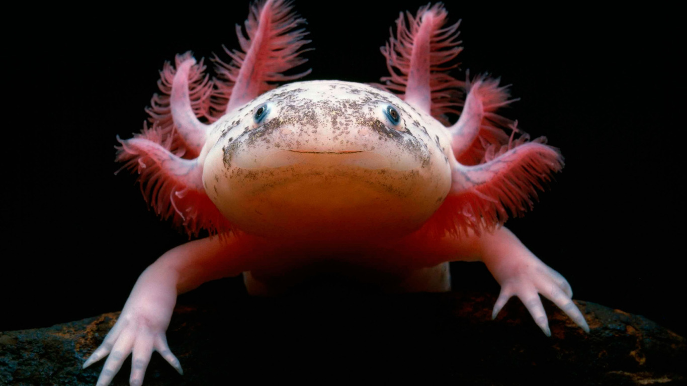 Axolotl black dota фото 27