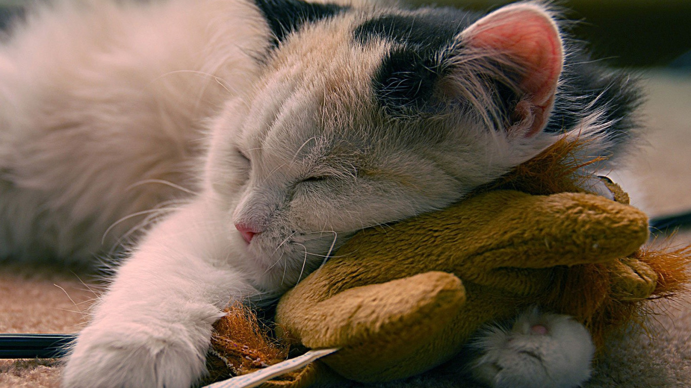 Красивый котенок во сне. Спокойный кот. Спящий кот. Спящие котики. Сонный кот.