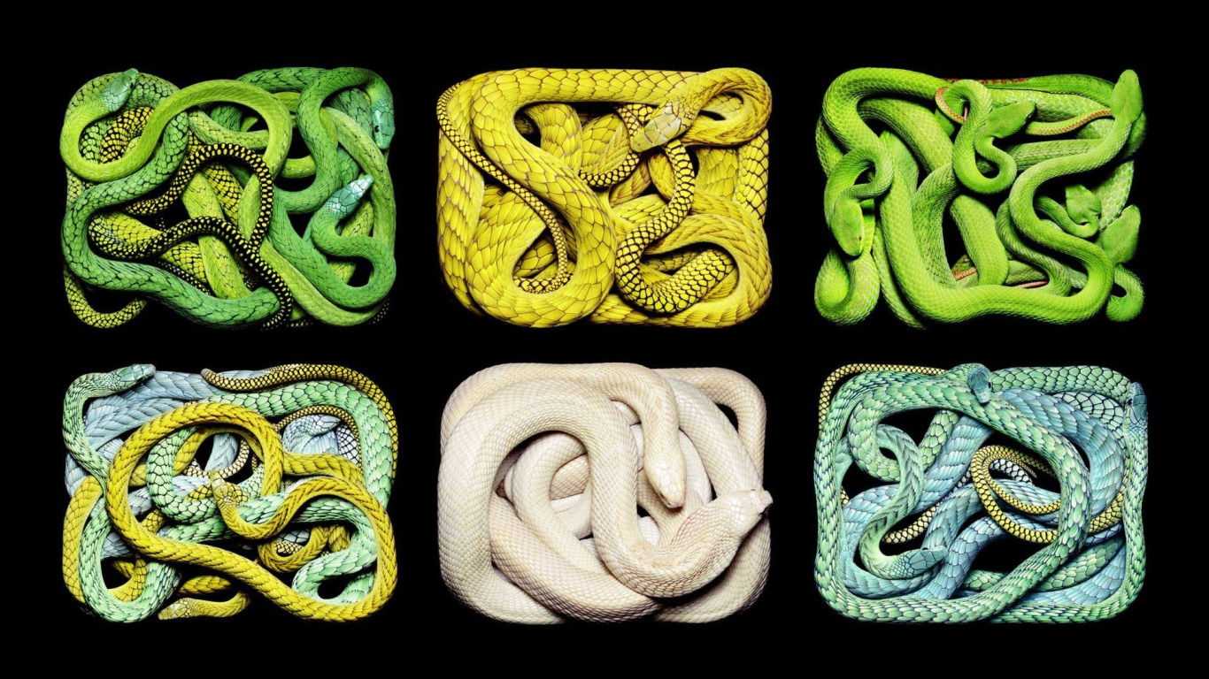 Змея на других языках. Желто зеленая змея. Белая змея. Змея обои на айфон. Metallica corto Snake Yellow Gold Green.