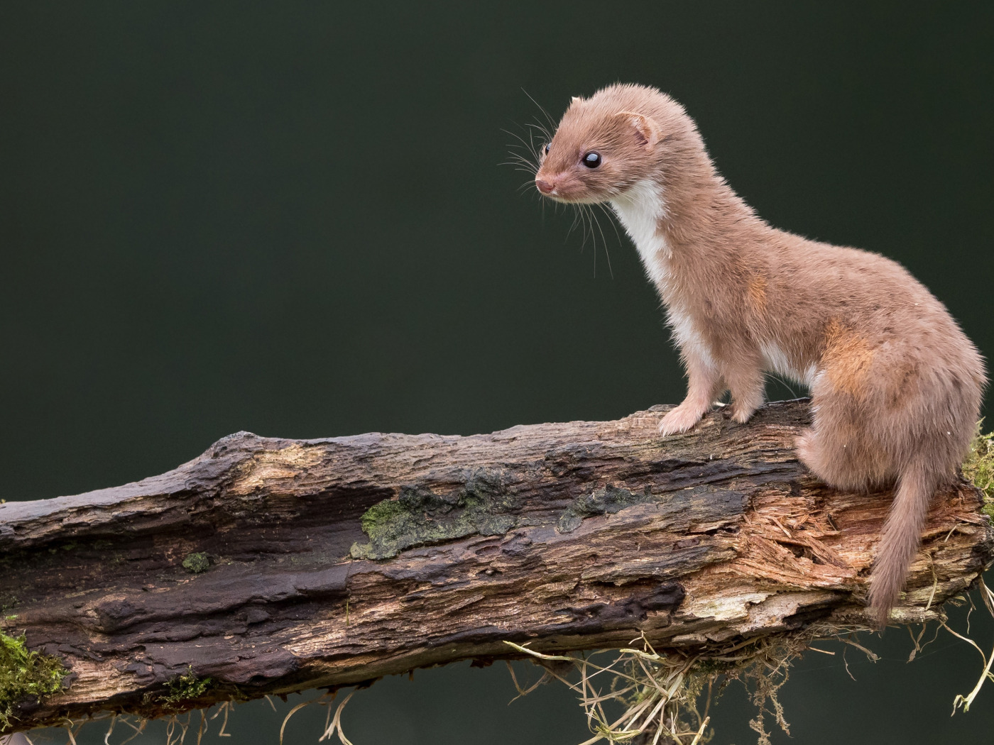 Mustela nivalis. Weasel Mustela nivalis. Ласка зверек. Ласка (Mustela nivalis) 2023.