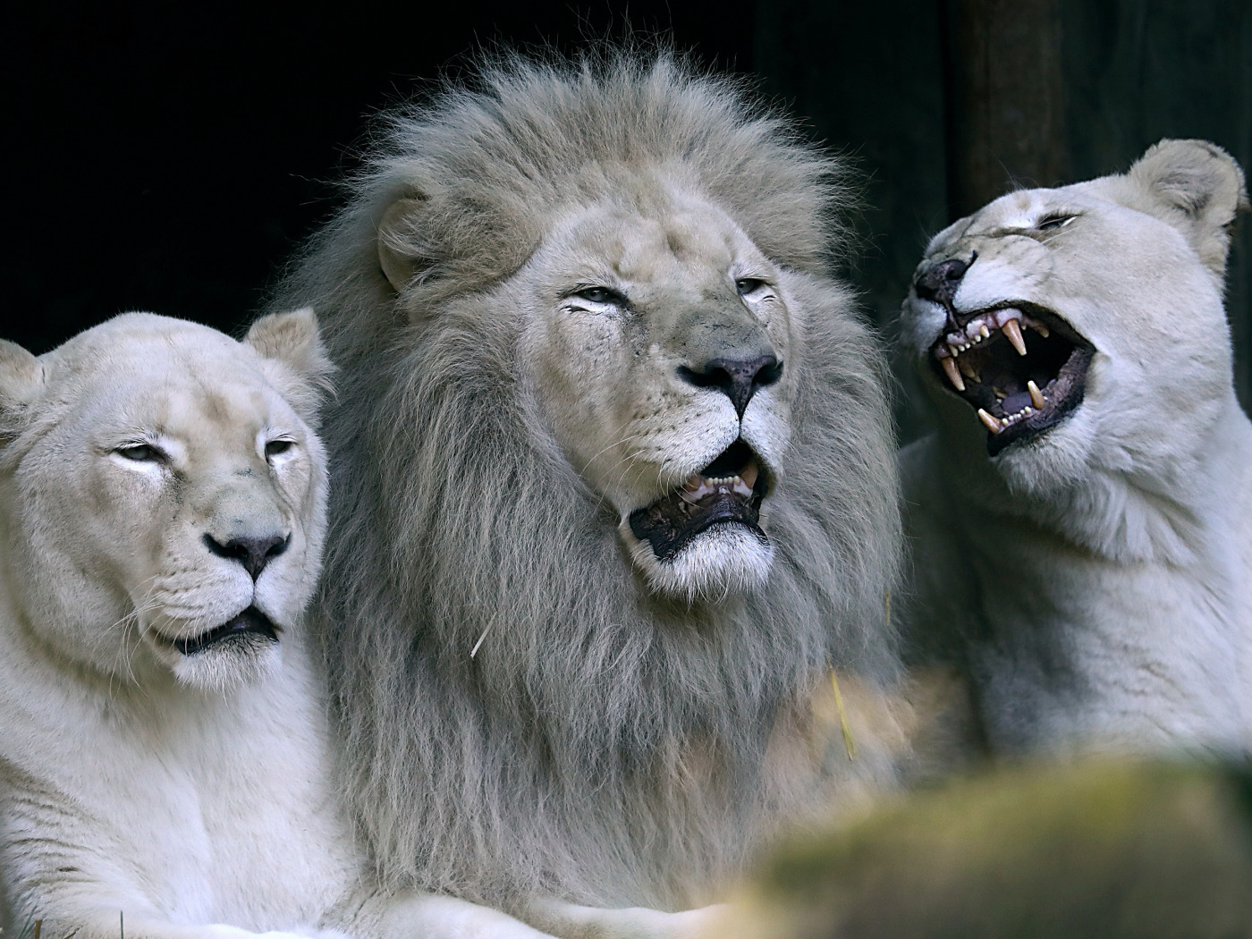 The great white lion