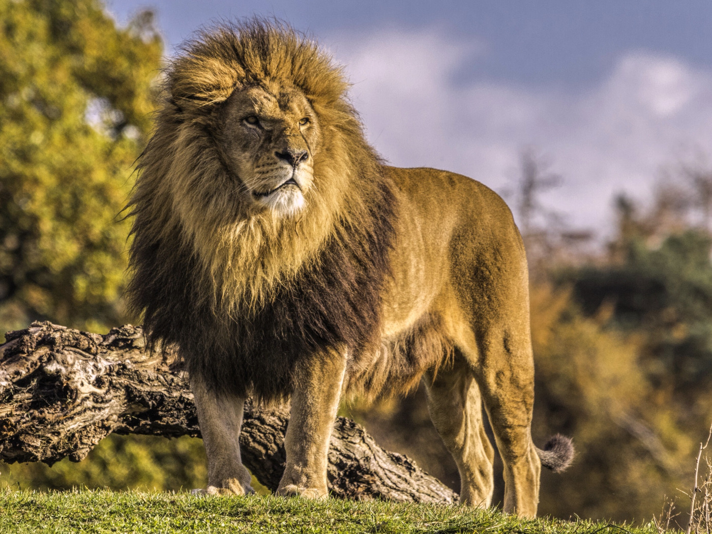 Lots of Lions - I Can Has Cheezburger? 110338259610367756 Lions photos, Lion ima