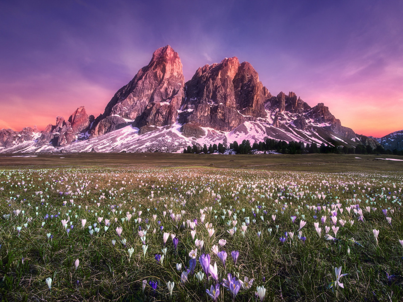 поле цветов и горы