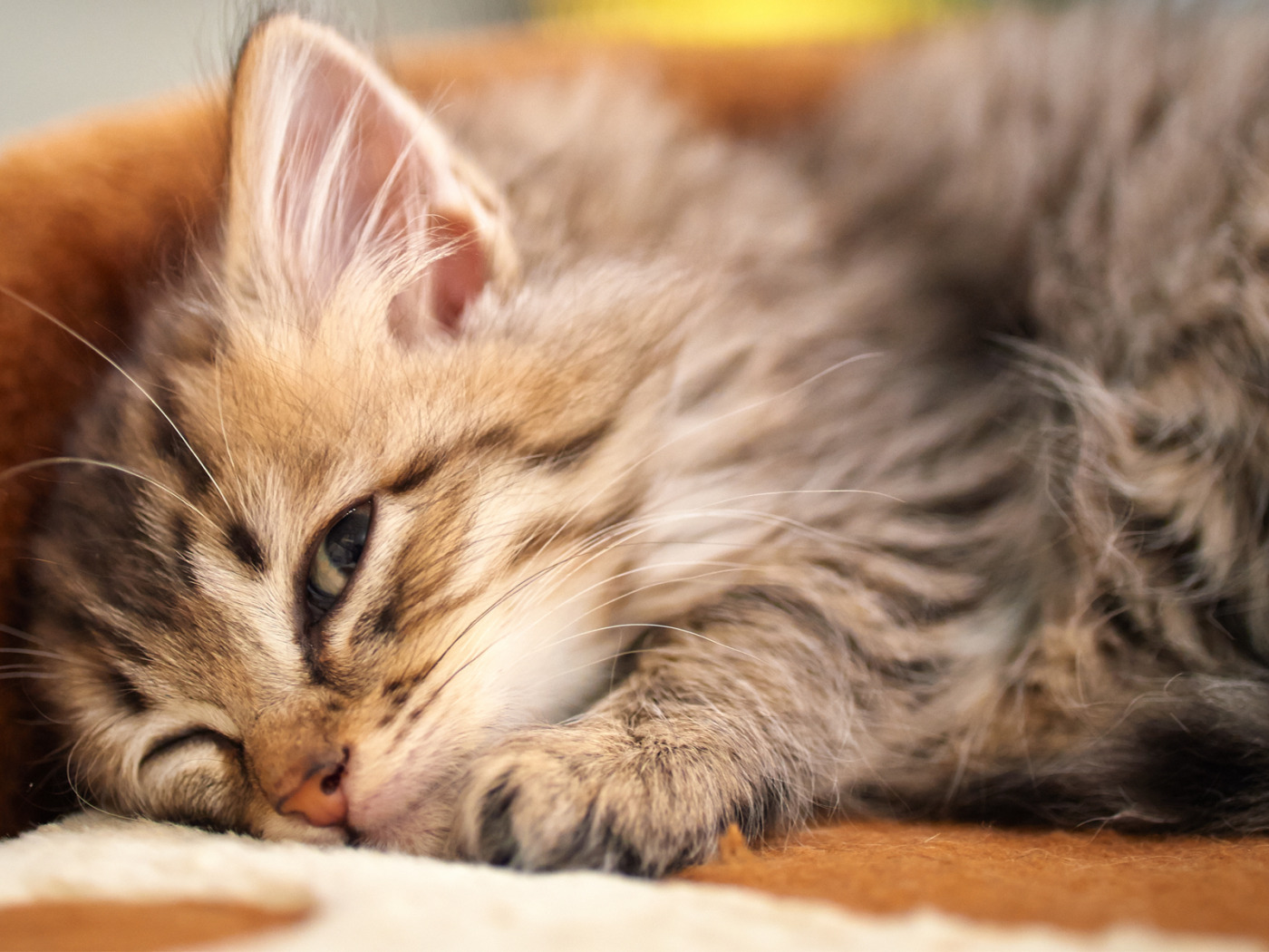 Красивый котенок во сне. Сонный котенок. Обои с котятами. Картинки на рабочий стол котята.