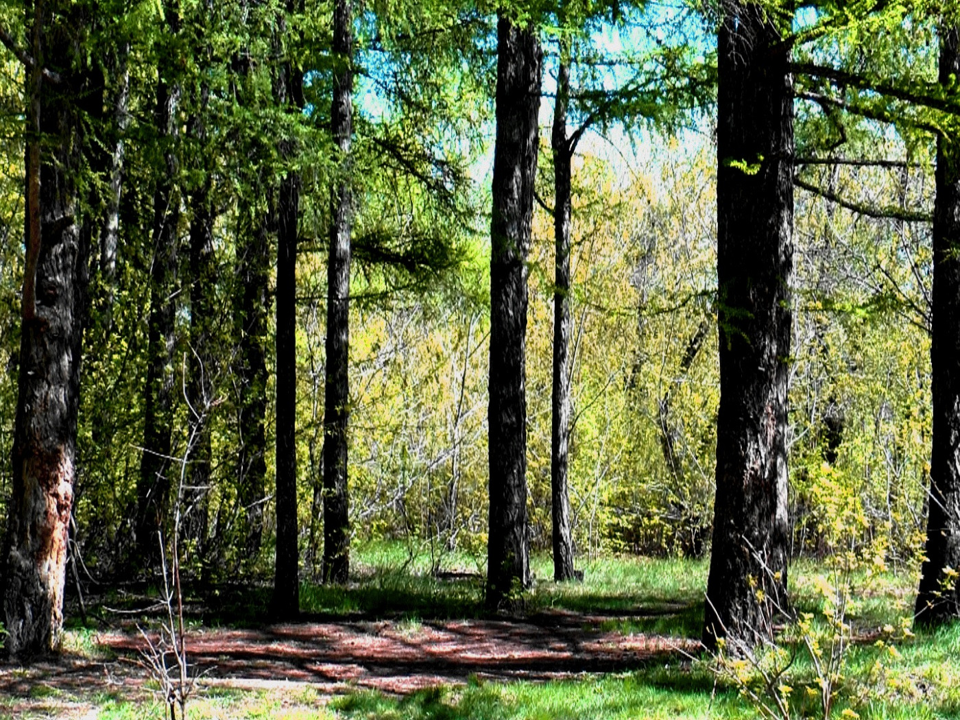 Обложка лесная. Весенние деревья в лесу. Обложка лес. Заставка на рабочий стол весенний лес. Весенний лес фото.