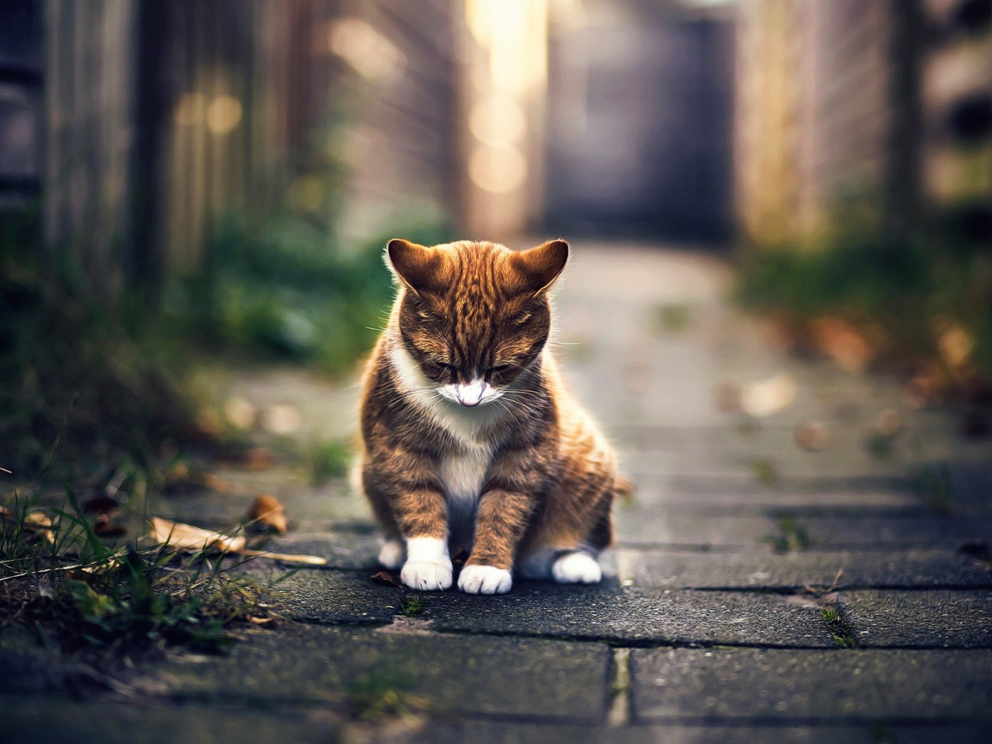 Грусть кота. Грустный котик. Одинокий кот. Одинокий котенок на улице. Печальный котенок.