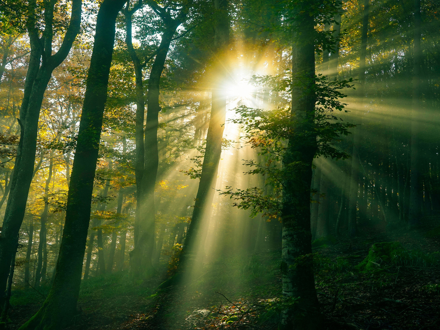 "Солнце в лесу". Луч света в лесу. Лучи солнца в лесу. Солнце сквозь листву. Виднеющиеся лучи