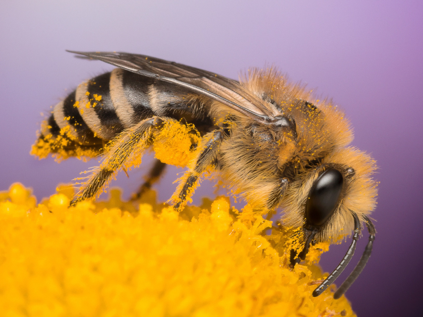 Пчела с нектаром. Пчелы сборщицы. Пчела собирает нектар. Пчела Макросъемка. Нектар и пыльца цветов