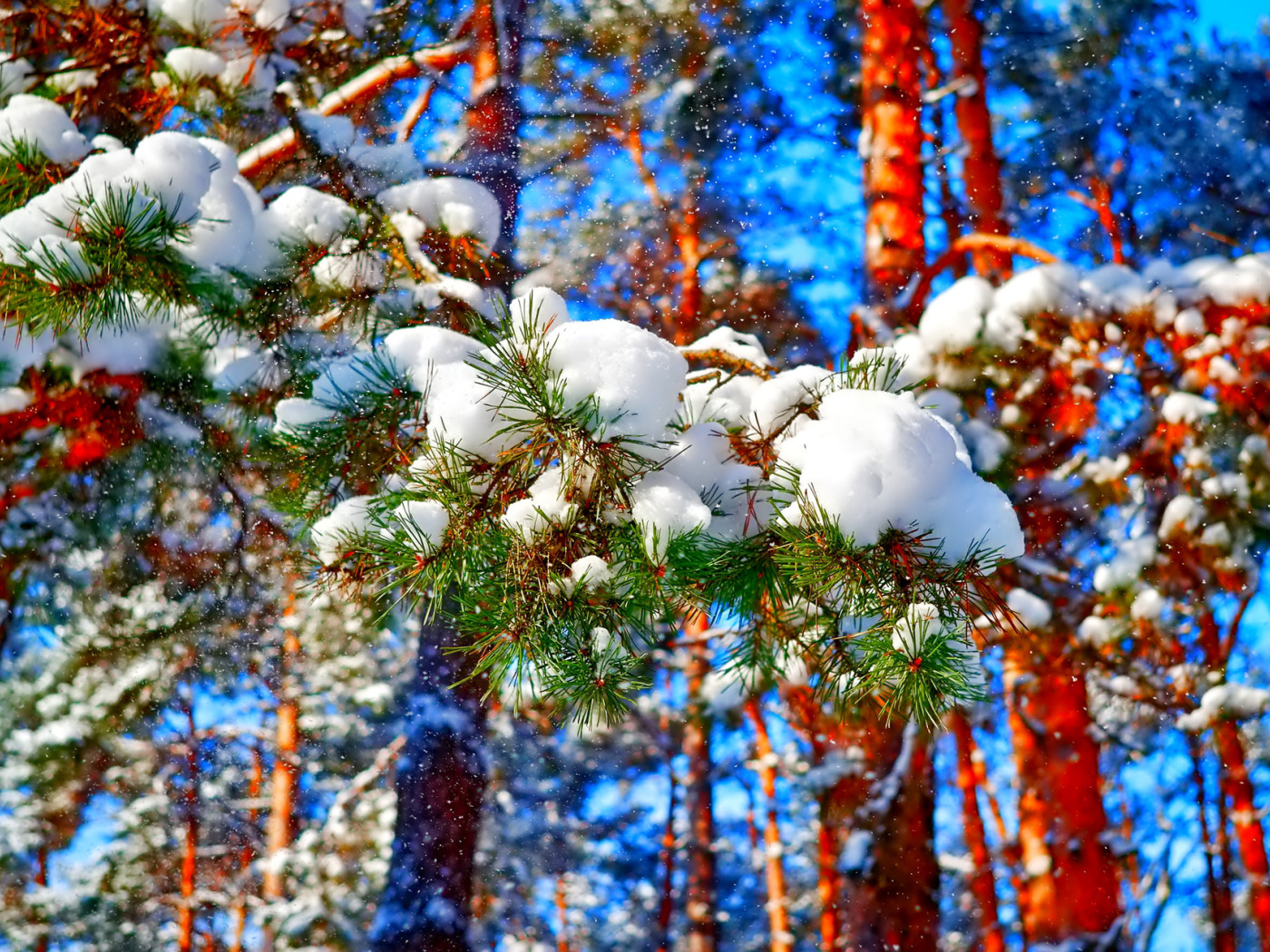 Фото декабрь новый год