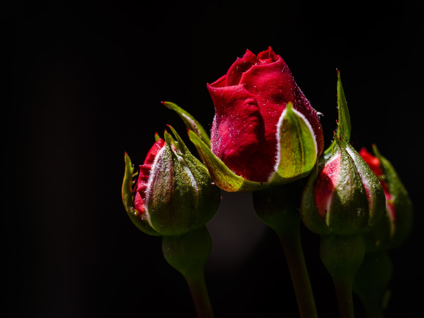 Красные бутоны зейнеп. Бутон розы. Красивые бутоны роз. Красные розы. Цветок с красным бутоном.