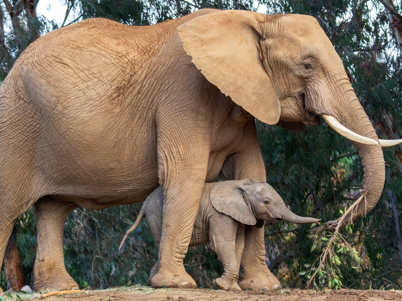 Elephants