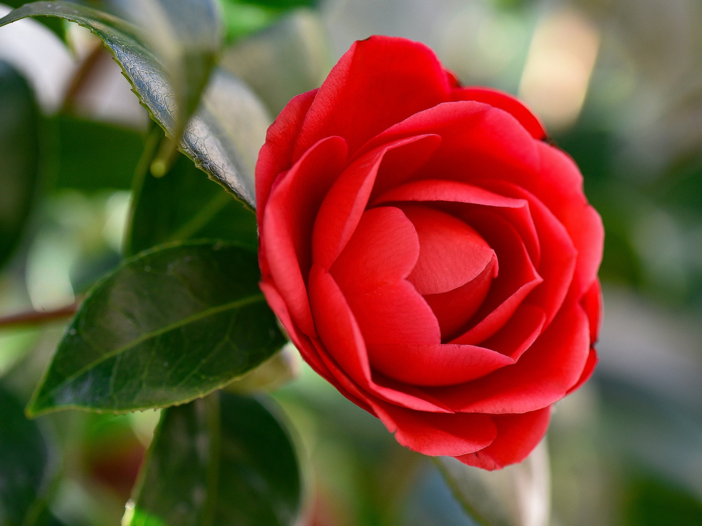 цветок красная камелия фото