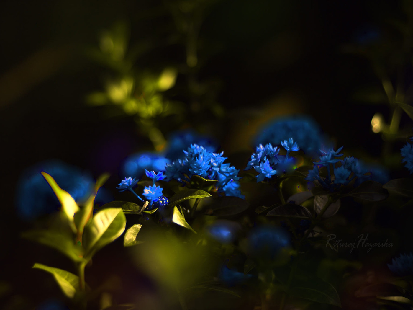 Будет вечер голубой. Голубые цветы. Синие растения. Красивый синий цвет. Синие цветочки.