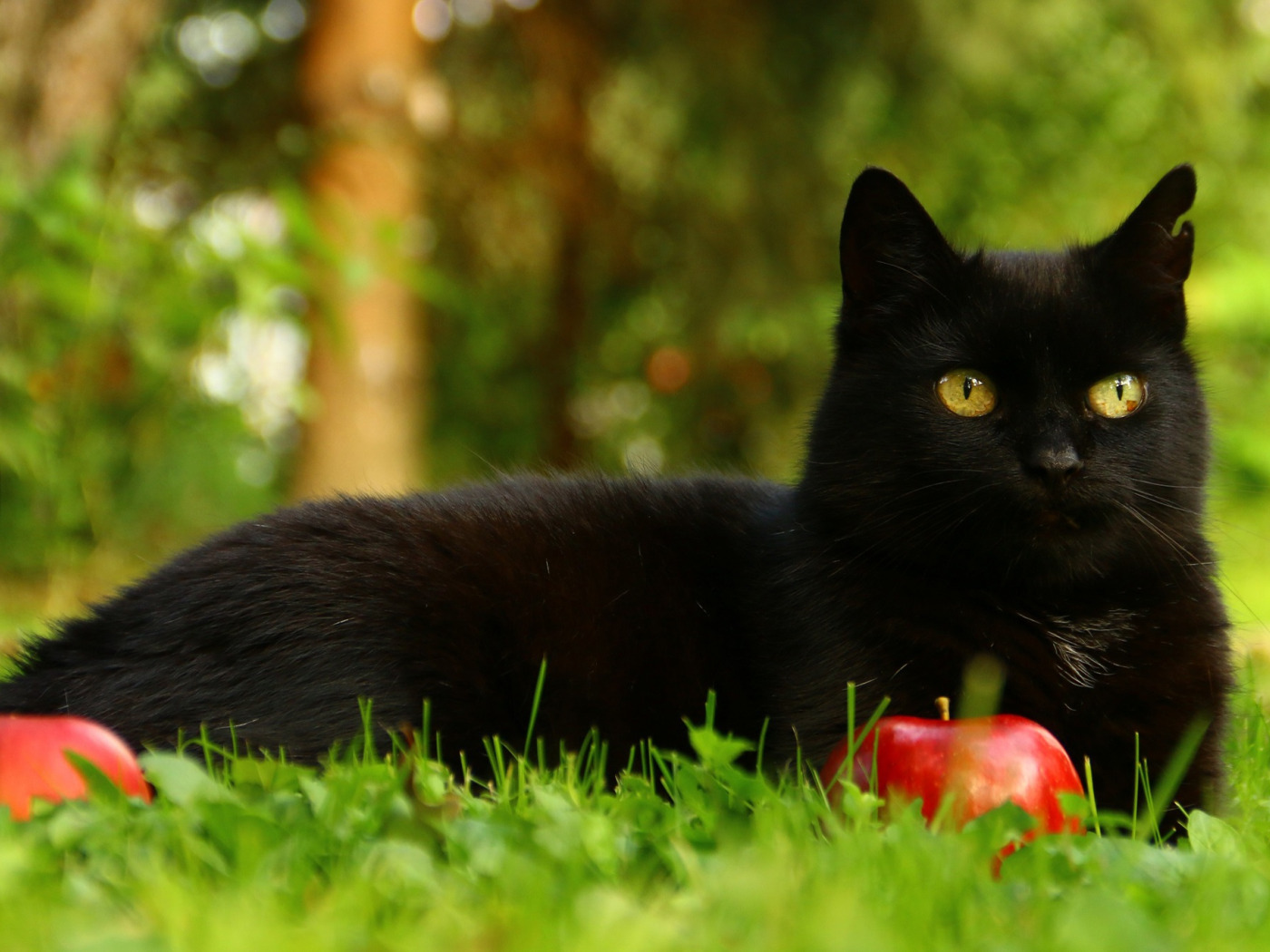 Черный кот картинки. Черная кошка. Лето и черная кошка. Чёрный котёнок с жёлтыми глазами. Красивый черный котик.