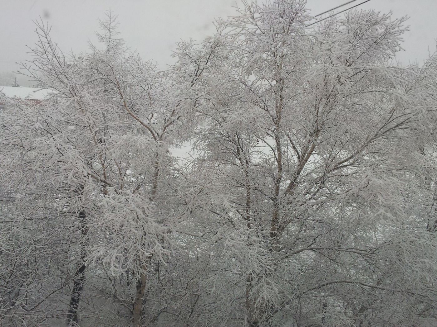 Зачем белые деревья. Белое дерево. Деревья в снегу фото. Пыхта белые деревья. Деревья в белой пелене.