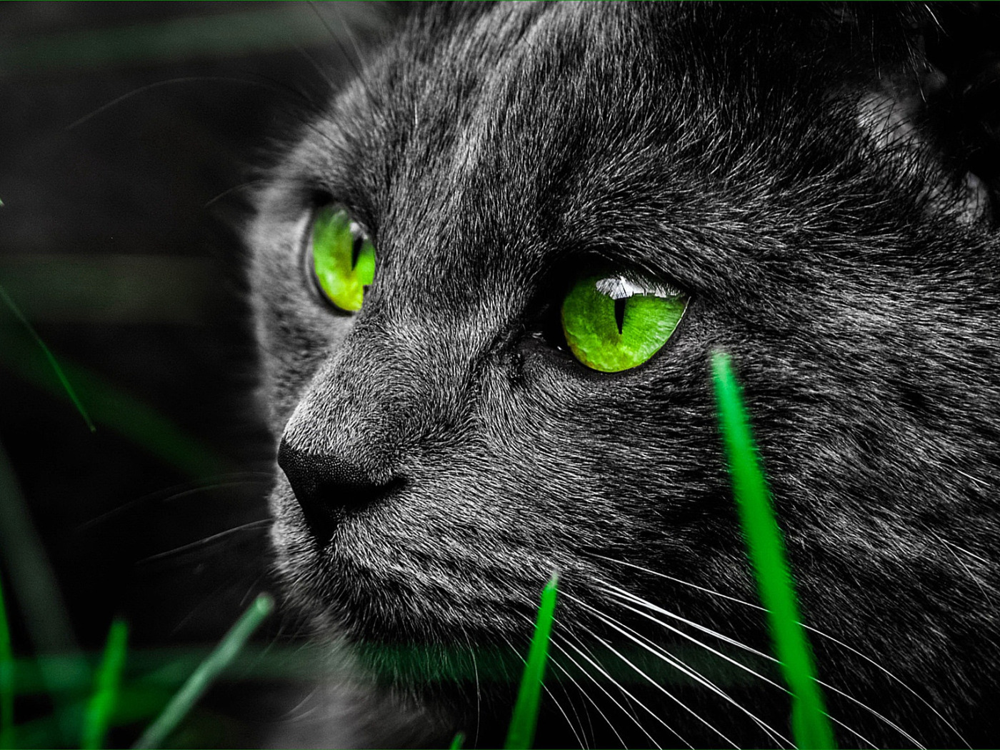 Черный зеленый глазками. Черная кошка с зелеными глазами. Серый кот с зелеными глазами. Кошка с зелеными глазами. Чёрный кот с зелёными глазами.