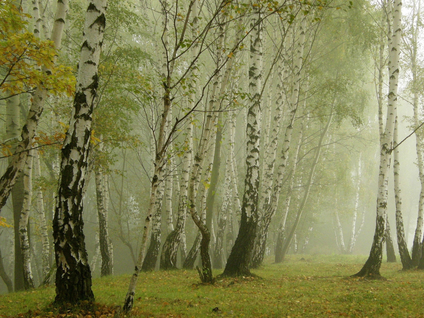 Спят курганы слова. Спят Курганы тёмные текст. Спят Курганы тёмные текст песни. Спят Курганы. Спят Курган слова.